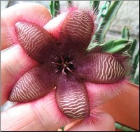 Stapelia  2 - 75 mm 